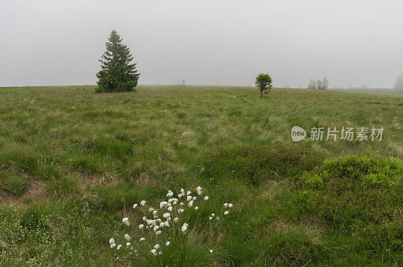 Mountain meadow on an area of ​​mountain peak on foggy summer day